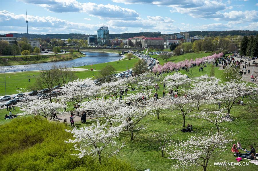 LITHUANIA-VILNIUS-CHERRY BLOSSOMS