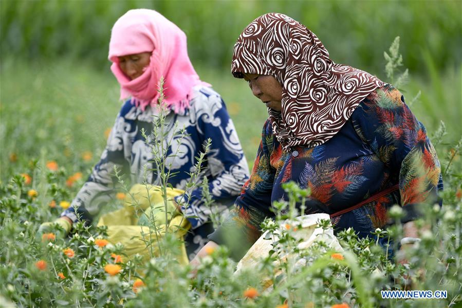 CHINA-NINGXIA-SAFFLOWER-HARVEST (CN)