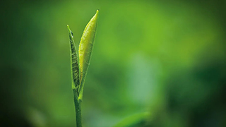 這片樹葉，改變了世界！