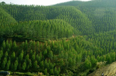 “美麗中國”風來襲 節(jié)能環(huán)保林業(yè)最炫