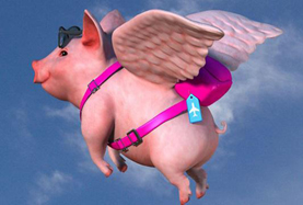 從尋風(fēng)、找豬到穿秋褲