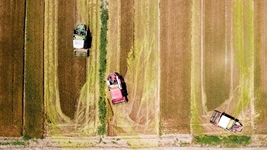 夏糧，穩！