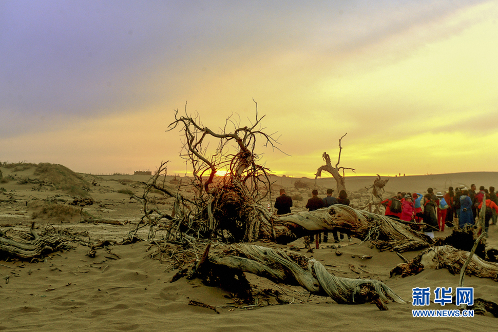 千年胡楊，不朽傳奇