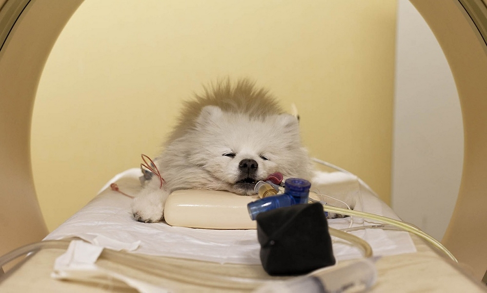 攝影師實拍意大利寵物醫院【圖】