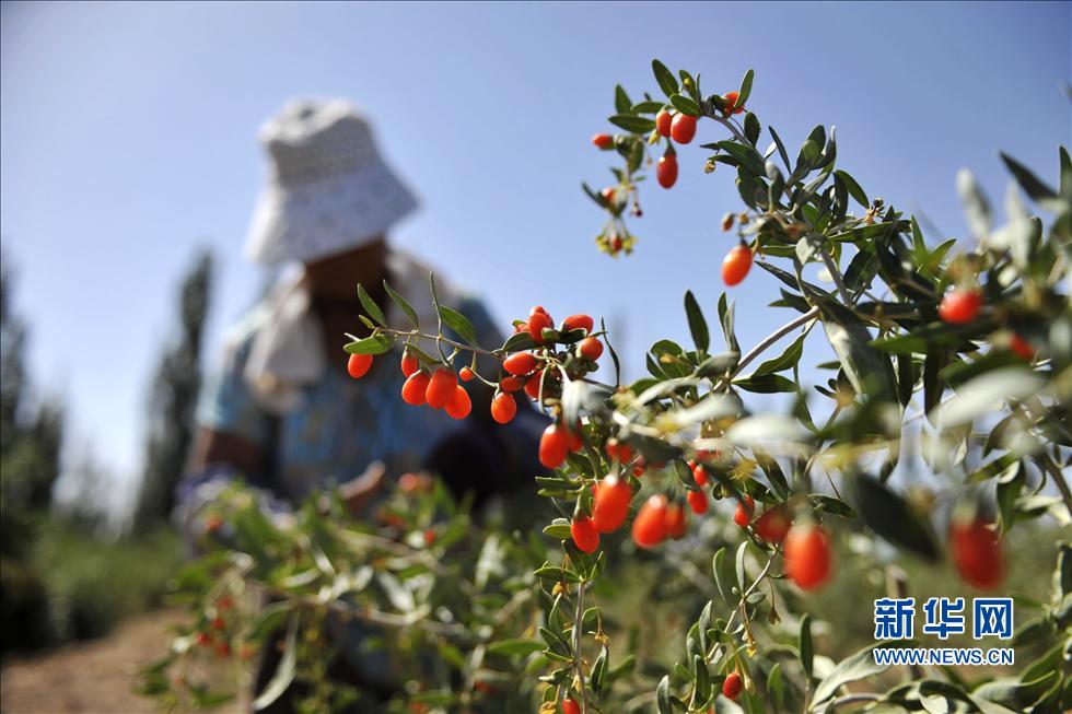 寧夏枸杞&ldquo;身份證&rdquo;將有追溯系統