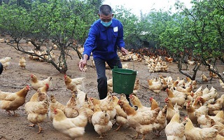 雞&ldquo;急&rdquo;銷售　多方聯動拓寬銷路