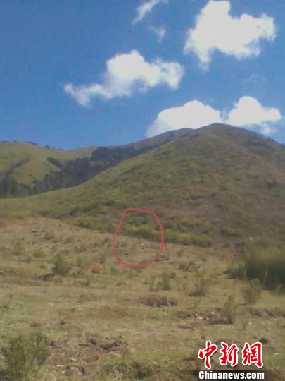 四川石棉孟獲城草甸發現放歸大熊貓&ldquo;映雪&rdquo;