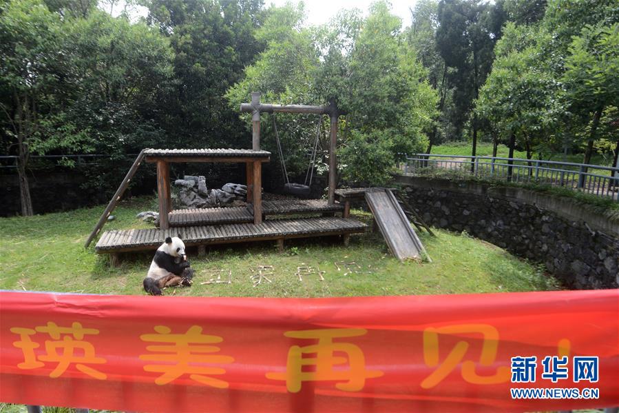 #（社會）（1）大熊貓&ldquo;瑛美&rdquo;告別揚(yáng)州回家鄉(xiāng)四川