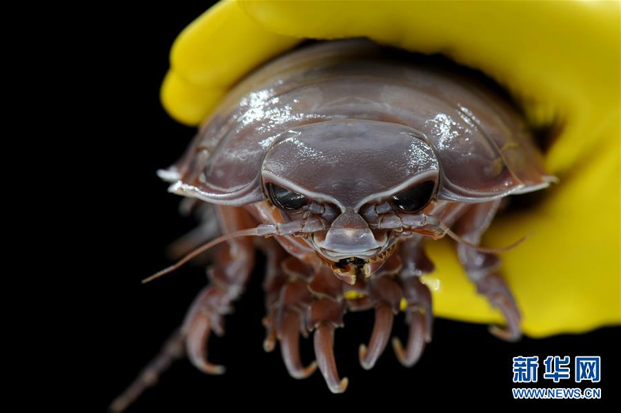 （圖文互動）（6）到南海&ldquo;海馬冷泉&rdquo;探秘海底的&ldquo;生命綠洲&rdquo;