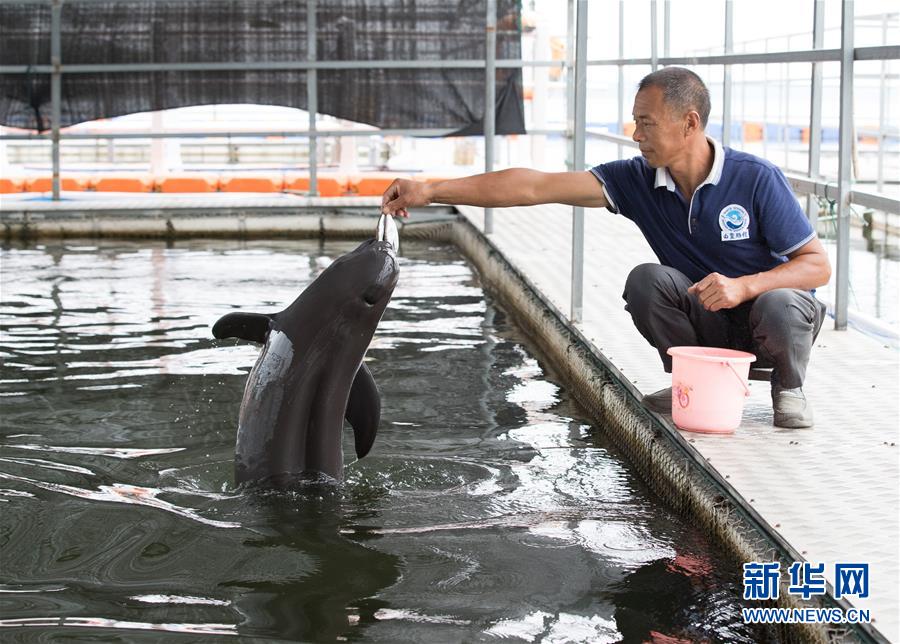 （圖文互動）（3）從消失的白鱀豚到人工繁殖江豚&mdash;&mdash;三個故事見證長江生態保護變遷