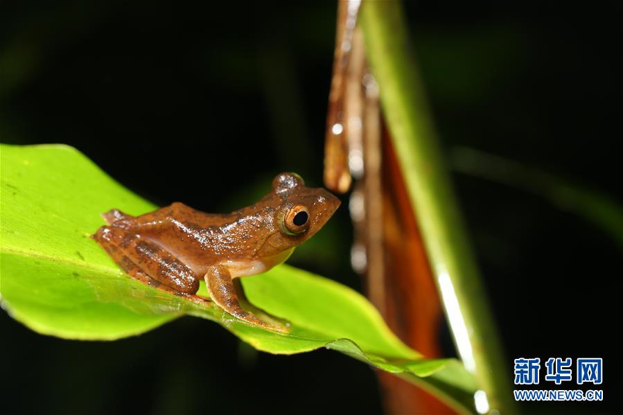 （新華全媒頭條&middot;圖文互動(dòng)）（1）歸來(lái)的雨林 