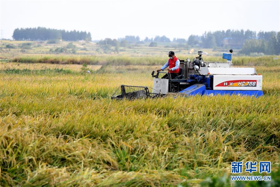 （新華全媒頭條&middot;壯闊東方潮　奮進(jìn)新時(shí)代&mdash;&mdash;慶祝改革開放40年&middot;圖文互動(dòng)）（9）小崗，與時(shí)代同行&mdash;&mdash;&ldquo;中國(guó)農(nóng)村改革第一村&rdquo;40年變遷的改革啟示