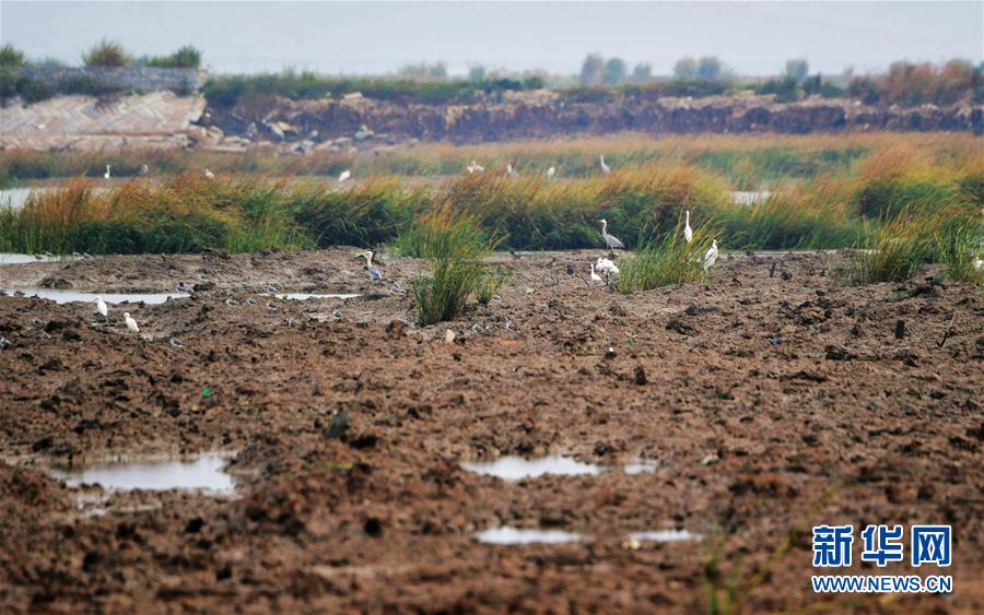 （新華視點&middot;圖文互動）（3）福建10名黨員干部被問責的背后：7部門十余次執法未能有效制止泉州灣濕地圍墾行為