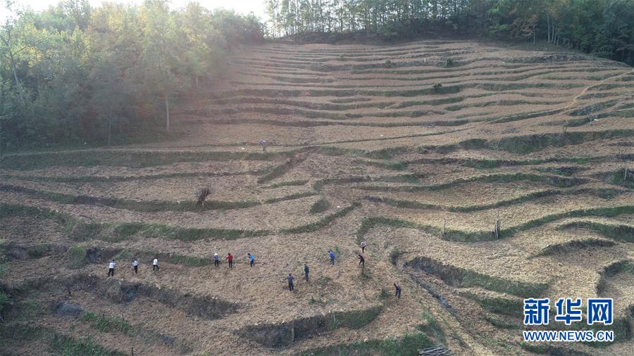 （在習近平新時代中國特色社會主義思想指引下&middot;慶祝改革開放40周年&middot;共享發展&middot;圖文互動）（2）&ldquo;浙江親人&rdquo;請心安 白茶苗已種滿山&mdash;&mdash;浙江安吉捐贈四川青川白茶苗種植地探訪