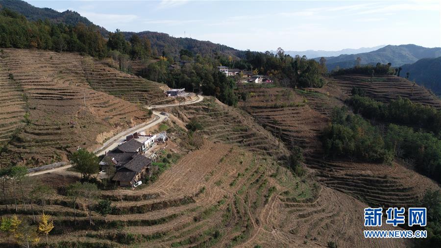 （在習近平新時代中國特色社會主義思想指引下&middot;慶祝改革開放40周年&middot;共享發展&middot;圖文互動）（3）&ldquo;浙江親人&rdquo;請心安 白茶苗已種滿山&mdash;&mdash;浙江安吉捐贈四川青川白茶苗種植地探訪