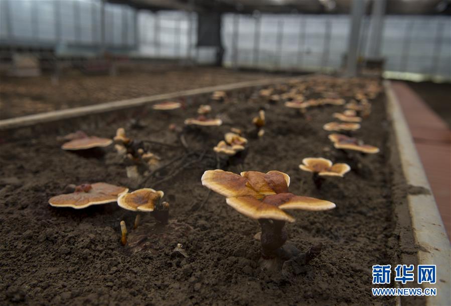 （百城百縣百企調研行&middot;圖文互動）（9）西藏米林縣的綠色富裕路