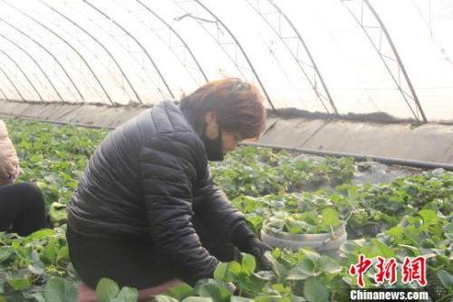 正值隆冬時節，山西省長治市長子縣天寒地凍，最低氣溫已有零下十幾度，當地的蔬菜大棚內卻&ldquo;春意盎然&rdquo;、生機勃勃。　王維寧 攝