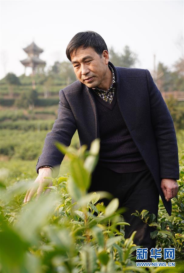 （在習近平新時代中國特色社會主義思想指引下&mdash;&mdash;新時代新作為新篇章&middot;鄉村振興戰略&middot;圖文互動）（3）老支書王興強的新&ldquo;茶事&rdquo;