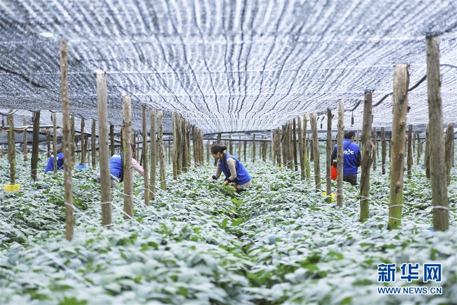 （在習近平新時代中國特色社會主義思想指引下&mdash;&mdash;新時代新作為新篇章&middot;圖文互動）（3）紅土高原上掀起&ldquo;綠色旋風&rdquo; 