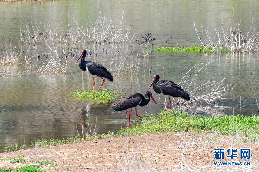 （生態文明建設&middot;圖文互動）（3）從亂河灘到&ldquo;鳥的天堂&rdquo;&mdash;&mdash;一名攝影師鏡頭里的&ldquo;生態變奏曲&rdquo;