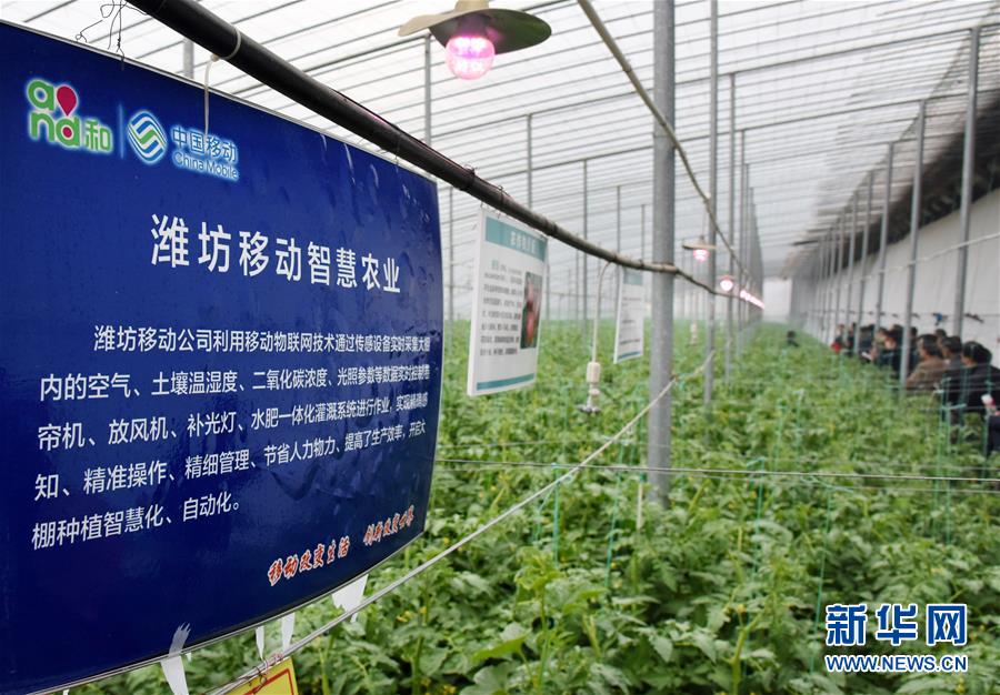 （壯麗70年&middot;奮斗新時代&middot;圖文互動）（7）山東壽光：一棵&ldquo;菜&rdquo;興一座城 