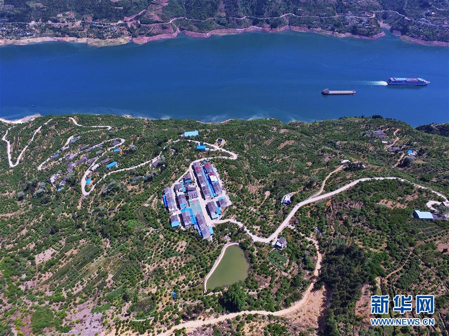 （在習近平新時代中國特色社會主義思想指引下&mdash;&mdash;新時代新作為新篇章）（2）重慶巫山：&ldquo;生態寶貝&rdquo;變身&ldquo;搖錢樹&rdquo;