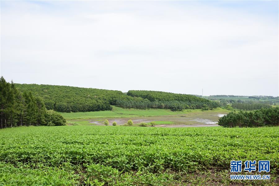 （在習近平新時代中國特色社會主義思想指引下&mdash;&mdash;新時代新作為新篇章&middot;圖文互動）（2）向林木要錢，讓綠樹生金&mdash;&mdash;黑龍江省拜泉縣發展綠色經濟助脫貧