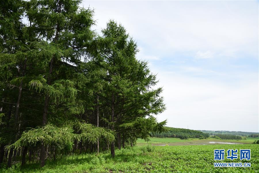 （在習近平新時代中國特色社會主義思想指引下&mdash;&mdash;新時代新作為新篇章&middot;圖文互動）（1）向林木要錢，讓綠樹生金&mdash;&mdash;黑龍江省拜泉縣發展綠色經濟助脫貧