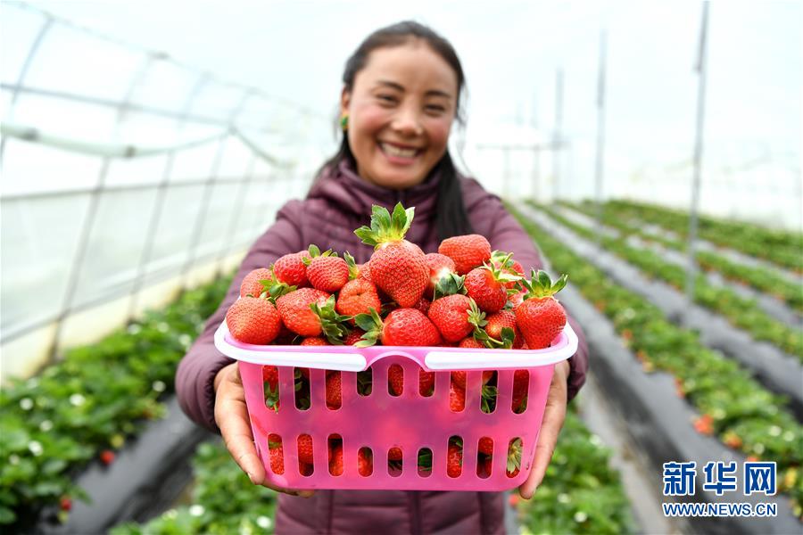 （新華全媒頭條&middot;決戰(zhàn)決勝脫貧攻堅(jiān)&middot;圖文互動(dòng)）（2）歷史的決戰(zhàn)　偉大的創(chuàng)舉&mdash;&mdash;&ldquo;世界屋脊&rdquo;上的反貧困奇跡 