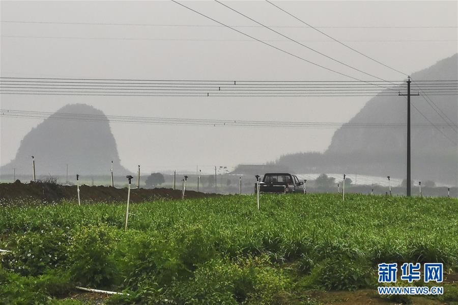 （聚焦疫情防控&middot;圖文互動(dòng)）（3）&ldquo;得知要送武漢 凌晨出來(lái)摘菜&rdquo;&mdash;&mdash;中國(guó)&ldquo;南菜園&rdquo;廣西全力抗疫保供應(yīng)