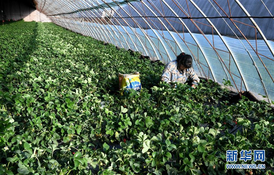 （在習近平新時代中國特色社會主義思想指引下&mdash;&mdash;新時代新作為新篇章&middot;習近平總書記關切事&middot;圖文互動）（3）戰&ldquo;疫&rdquo;要勁時，戰&ldquo;貧&rdquo;再加把勁！&mdash;&mdash;中央各部門助力脫貧攻堅很給力