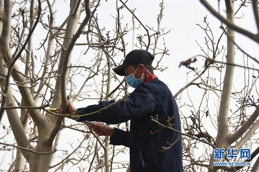 （決戰(zhàn)決勝脫貧攻堅(jiān)&middot;圖文互動）（2）南疆林果合作社百人技術(shù)隊(duì)的&ldquo;核桃雄心&rdquo;