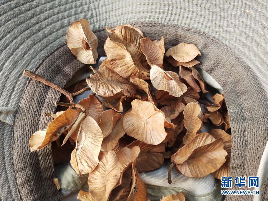 （圖文互動）（6）云南高黎貢山發現珍稀瀕危植物滇桐野生居群