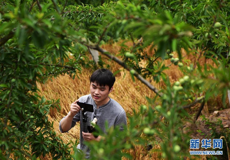 (新華全媒頭條·圖文互動(dòng))(4)待到滿山紅葉時(shí)——三峽重慶庫(kù)區(qū)踐行新發(fā)展理念面面觀