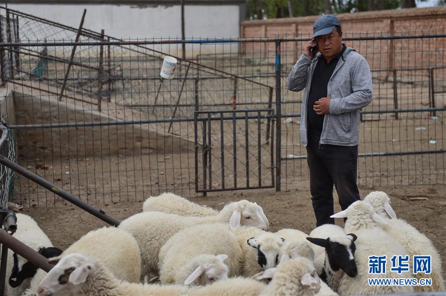 （決戰決勝脫貧攻堅&middot;圖文互動）（1）&ldquo;活羊經紀人&rdquo;老白