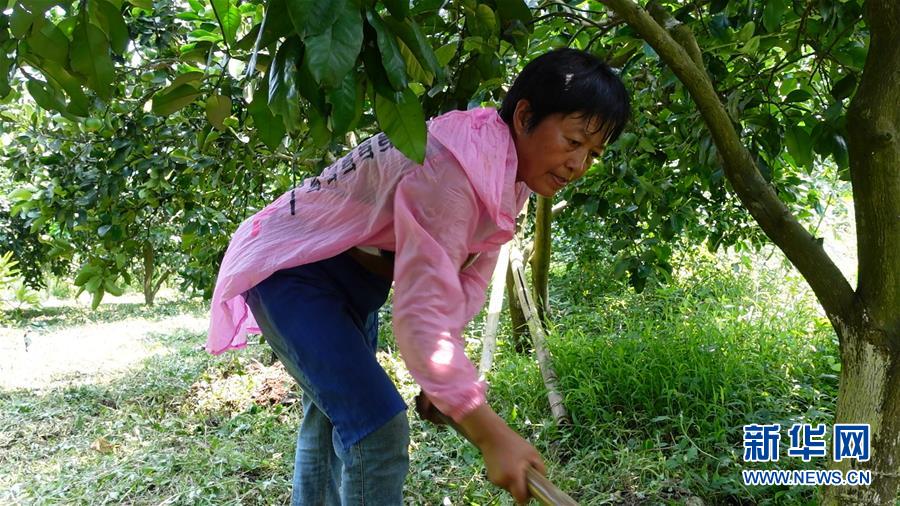 （新華網&middot;決戰決勝脫貧攻堅&middot;圖文互動）（2）貴州思南：強村帶弱村 &ldquo;抱團&rdquo;促增收