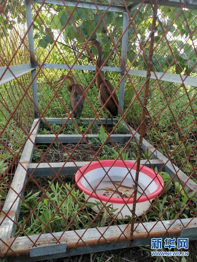 （防汛抗洪&middot;圖文互動(dòng)）（3）洞庭湖洪水中的野生動(dòng)物&ldquo;生死營救&rdquo;