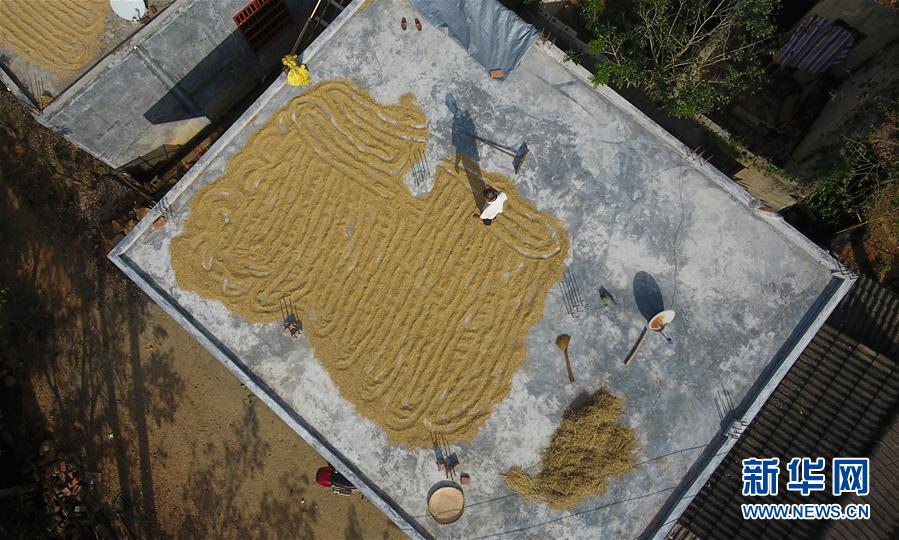 （走向我們的小康生活&middot;圖文互動）（3）黎苗山鄉種養&ldquo;老行當&rdquo;擦亮&ldquo;綠色牌&rdquo;