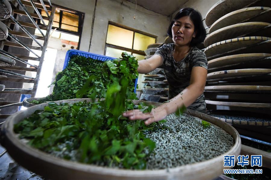 （走向我們的小康生活&middot;圖文互動）（6）黎苗山鄉種養&ldquo;老行當&rdquo;擦亮&ldquo;綠色牌&rdquo;