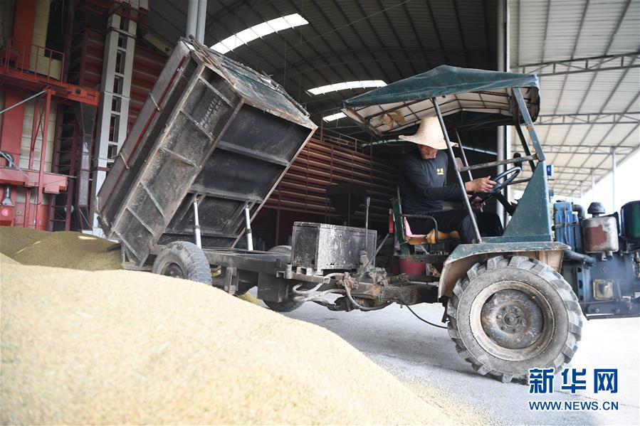 （防汛抗洪&middot;圖文互動）（2）洞庭湖畔打響糧食保衛(wèi)戰(zhàn)