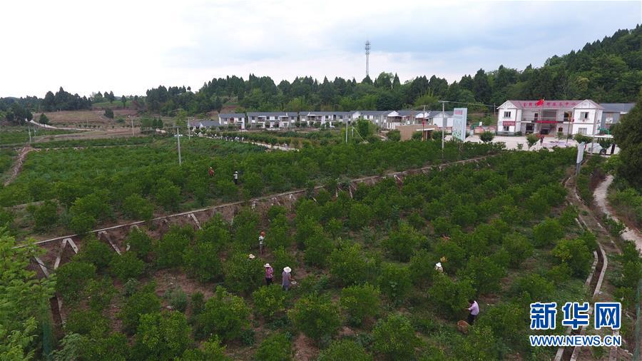 （新華全媒頭條&middot;走向我們的小康生活&middot;圖文互動）（11）奮斗繪就&ldquo;新天府&rdquo;&mdash;&mdash;川蜀大地干群&ldquo;戰貧&rdquo;軌跡掃描