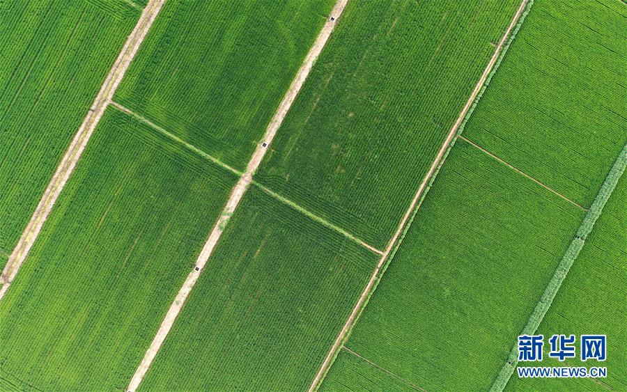 （新華全媒頭條&middot;走向我們的小康生活&middot;圖文互動）（15）&ldquo;南大荒&rdquo;變&ldquo;稻蟹鄉&rdquo;&mdash;&mdash;資源枯竭型城市盤錦的鄉村振興之路