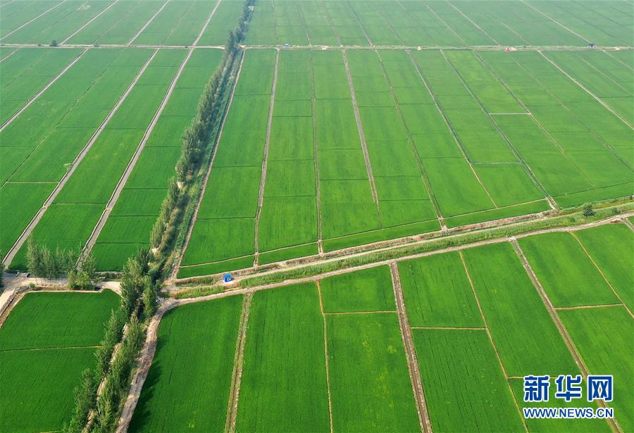 （新華全媒頭條&middot;走向我們的小康生活&middot;圖文互動）（6）&ldquo;南大荒&rdquo;變&ldquo;稻蟹鄉&rdquo;&mdash;&mdash;資源枯竭型城市盤錦的鄉村振興之路