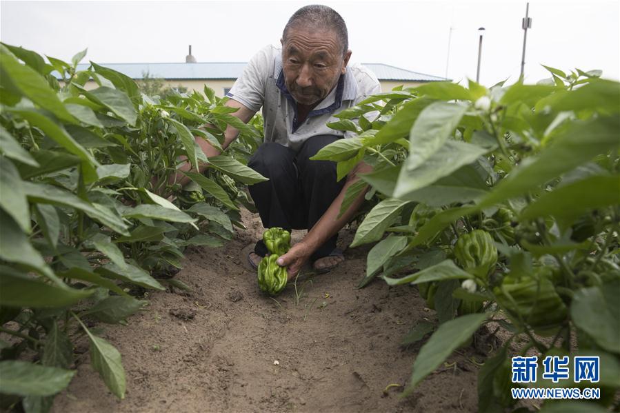（決戰決勝脫貧攻堅&middot;圖文互動）（3）幸福村的幸福&ldquo;菜&rdquo;事