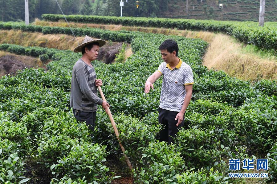 （新華全媒頭條&middot;走向我們的小康生活&middot;圖文互動(dòng)）（12）弱鳥先飛今翱翔&mdash;&mdash;閩東寧德振興啟示錄