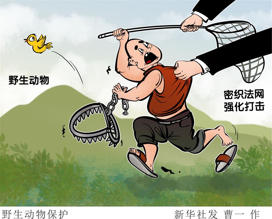 （圖表&middot;漫畫）［新華調查&middot;聚焦野生動物保護］野生動物保護