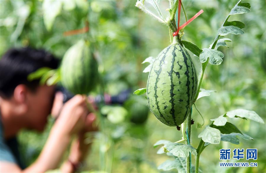 （新華全媒頭條&middot;走向我們的小康生活&middot;圖文互動(dòng)）（10）幸福小康入畫來&mdash;&mdash;齊魯大地描繪小康新畫卷