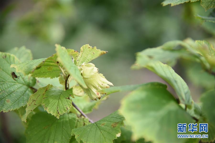 （決戰決勝脫貧攻堅&middot;圖文互動）（2）榛子樹結出&ldquo;扶貧果&rdquo;