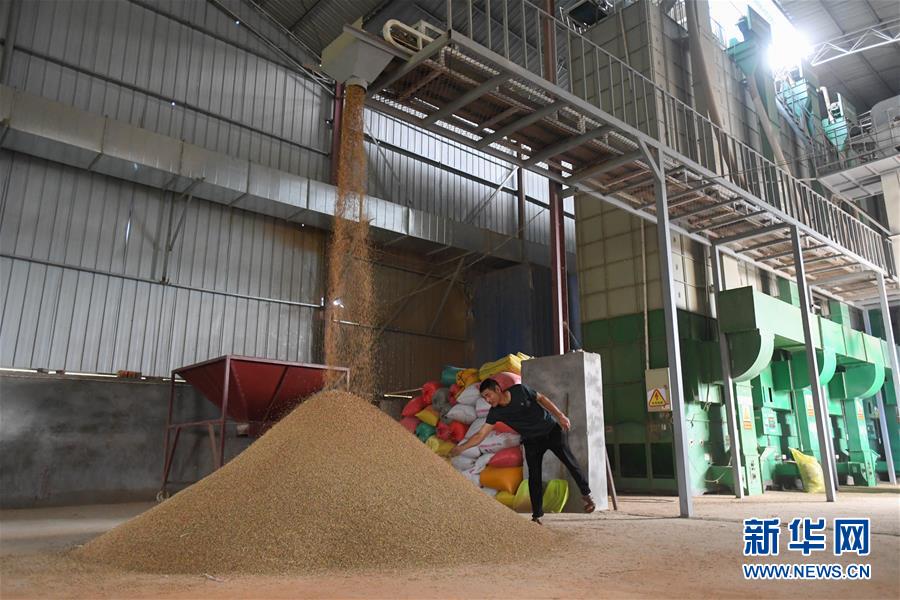 （新華視點&middot;聚焦餐桌外的浪費&middot;圖文互動）（1）農(nóng)戶儲糧損失達8%！設(shè)施普遍簡陋，蟲害霉變堪憂
