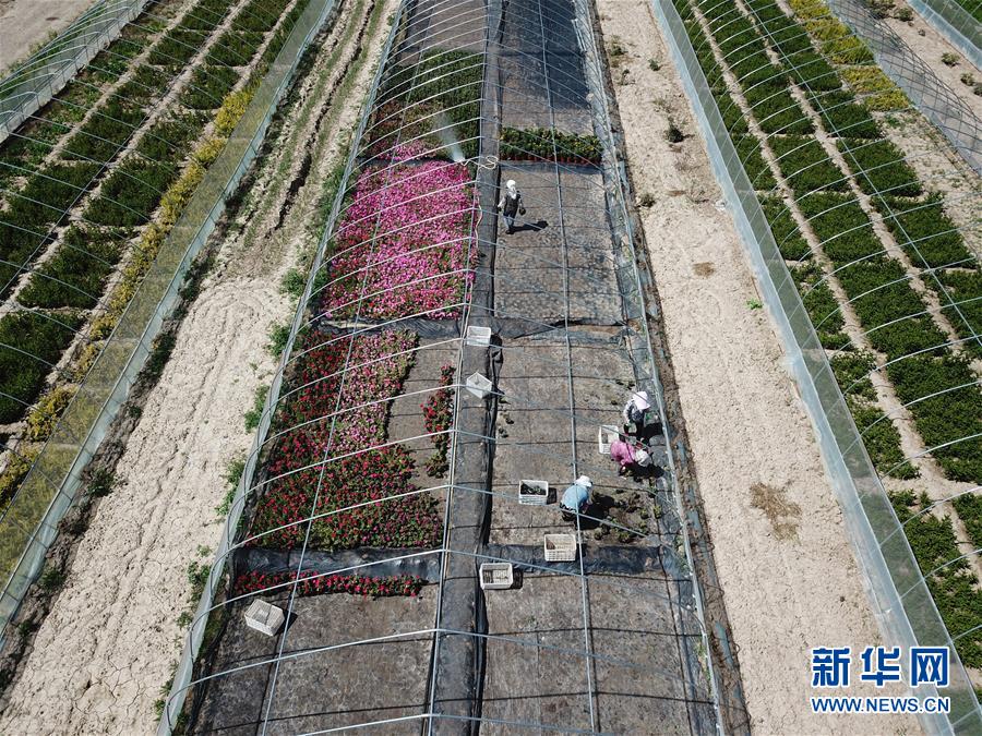 （新華全媒頭條&middot;走向我們的小康生活&middot;圖文互動(dòng)）（1）&ldquo;苦甲&rdquo;不再，&ldquo;甘味&rdquo;綿長(zhǎng)&mdash;&mdash;脫貧攻堅(jiān)的甘肅味道